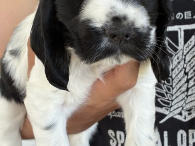 Cocker Spaniel – Chinchilla