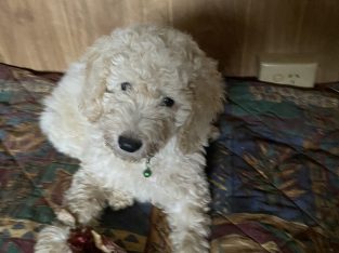 Poodle Mini – Deniliquin
