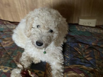 Poodle Mini – Deniliquin