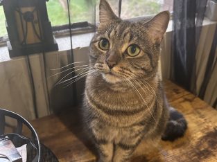 Domestic Medium Hair (DMH) – MacMasters Beach