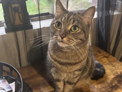 Domestic Medium Hair (DMH) – MacMasters Beach