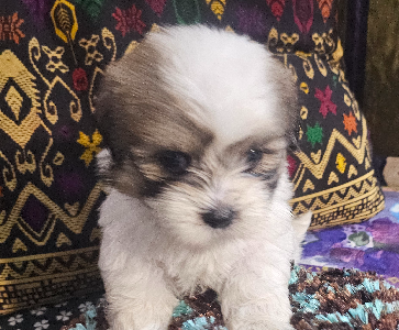 Dogs – Tully Heads