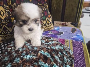 Dogs – Tully Heads