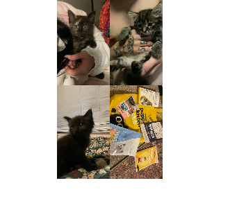 Ragdoll – Manly West