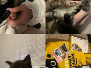 Ragdoll – Manly West