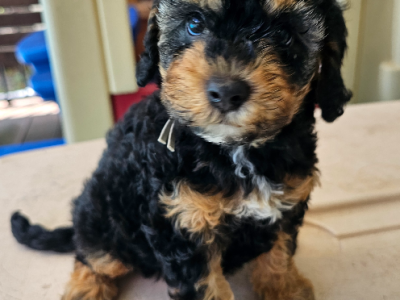 Cavoodle – Kawungan