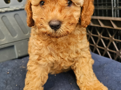 Cavoodle – Hervey Bay