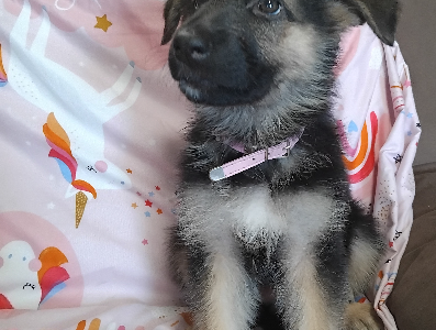 German Shepherd – Kensington