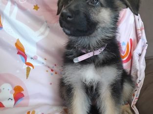 German Shepherd – Kensington
