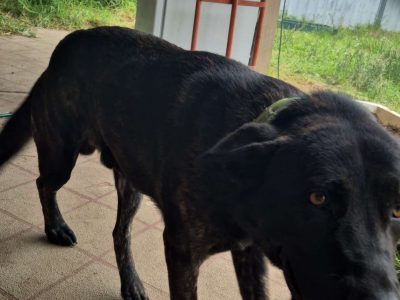 German Shepherd – Dubbo