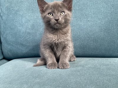 Russian Blue – Bentleigh