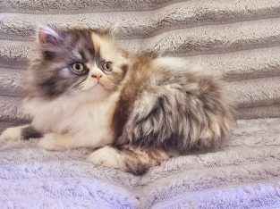 Persian – Punchbowl