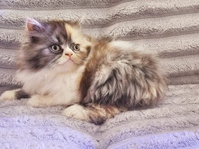 Persian – Punchbowl