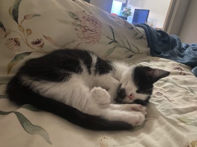 Domestic Short Hair (DSH) – South Melbourne