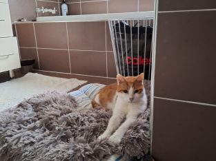 Domestic Short Hair (DSH) – Bundamba