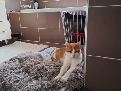 Domestic Short Hair (DSH) – Bundamba