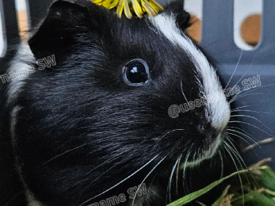 Guinea Pig – Bundoora