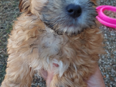 Maltese Shih Tzu – Innes Park