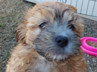 Maltese Shih Tzu – Innes Park