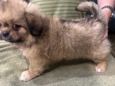 Tibetan Spaniel – Craig Martin