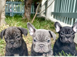 French Bulldog – East Fremantle