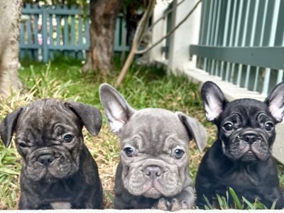 French Bulldog – East Fremantle