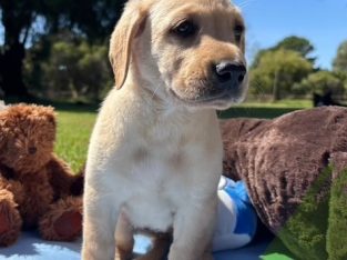 Labrador Retriever – Mariginiup