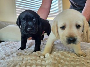 Labrador Retriever – Birkdale