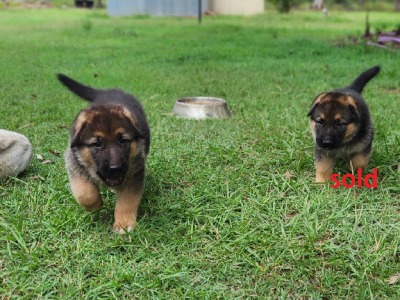 German Shepherd – Bundaberg Central