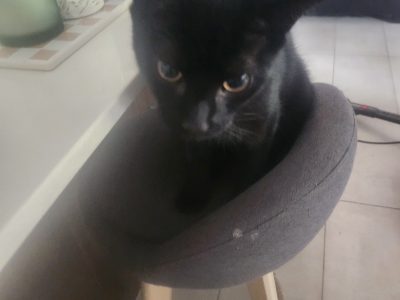 Bombay Cat – Kings Beach