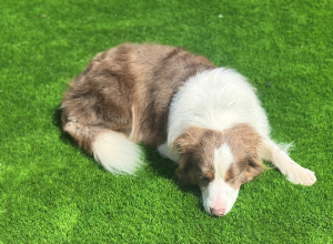 Bordoodle – Harkness