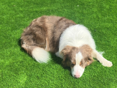 Bordoodle – Harkness