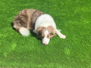 Bordoodle – Harkness