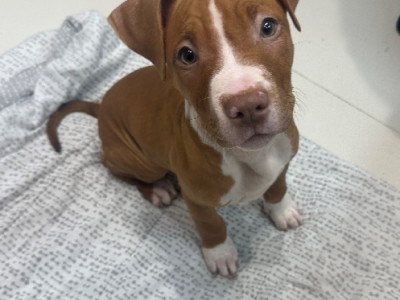 American Staffordshire Bull Terrier – Kingsgrove