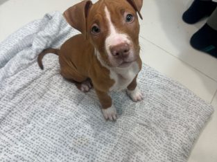 American Staffordshire Bull Terrier – Kingsgrove