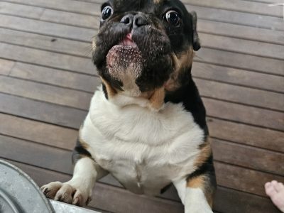 French Bulldog – South Penrith