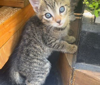 Other Cats – Strathfield