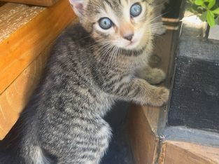 Other Cats – Strathfield