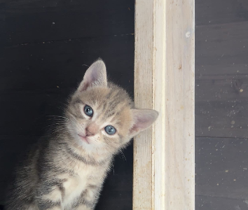 Cats – Strathfield