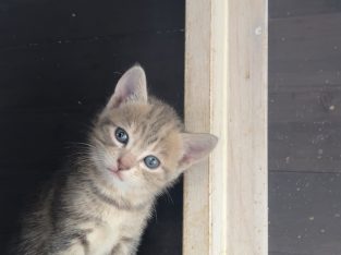 Cats – Strathfield