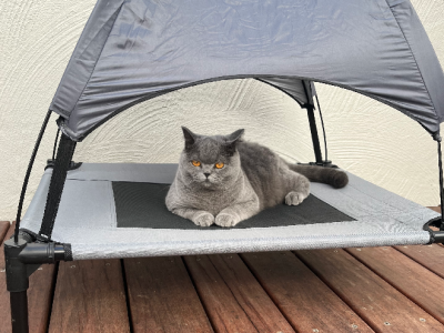 British Shorthair – Dendy