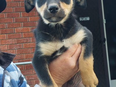 Australian Kelpie – Young