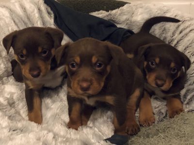 Australian Kelpie – Campbell