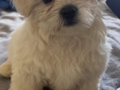 Maltese Shih Tzu – Algester