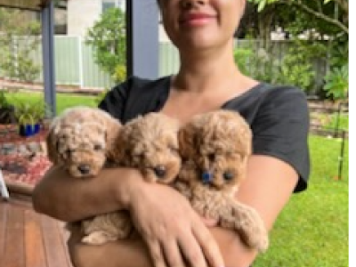 Shoodle – Point Clare