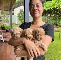 Shoodle – Point Clare