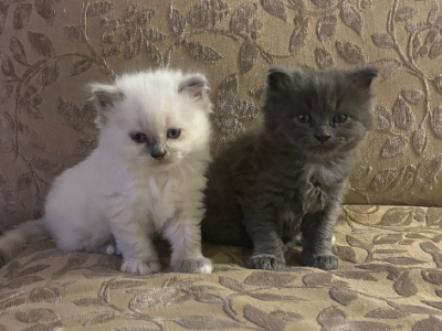 Ragdoll – Eleebana