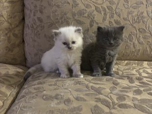 Ragdoll – Eleebana