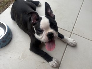 French Bulldog – Melonba