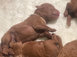 Poodle Mini – Elimbah